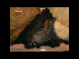 Медоед - медовый барсук, которому всё похрен.